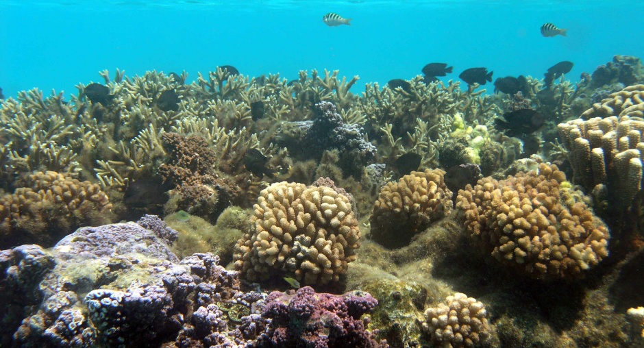 Typical coral reef on in the lagoons surrounding Moorea