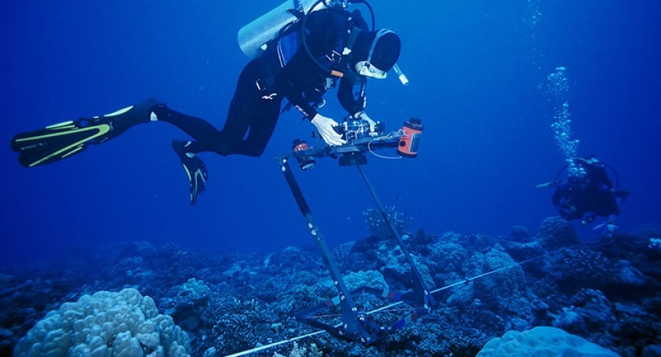 Research | Moorea Coral Reef LTER