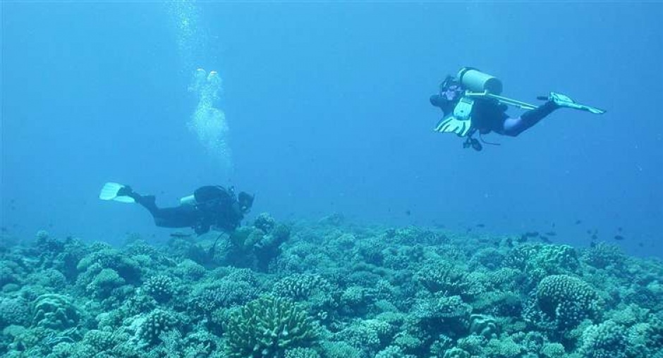 Moorea divers