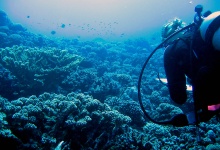 Cori Kane conducts fish surveys on Moorea's coral reefs